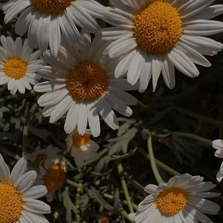 Шале Tiny House Gaensebluemchen *